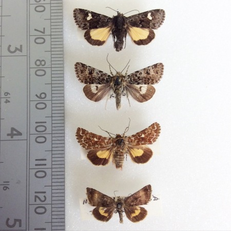 Image 2 - The Small Dark Yellow Underwing (top) flies May to June in sunshine.